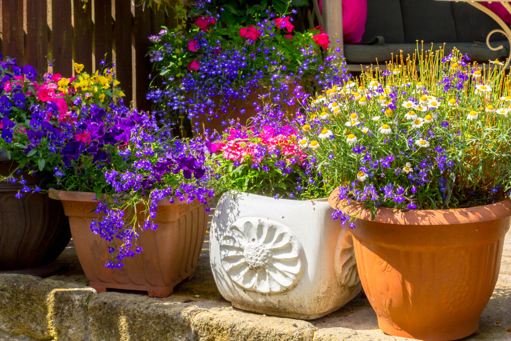 Blumen auf der Terrasse